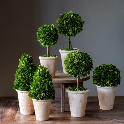 Park Hill Collection of Boxwood Topiaries Assorted Sizes - Set of 6