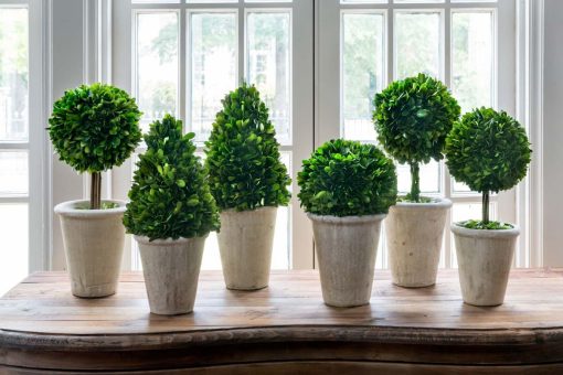 Park Hill Collection of Boxwood Topiaries Assorted Sizes - Set of 6 - Image 3