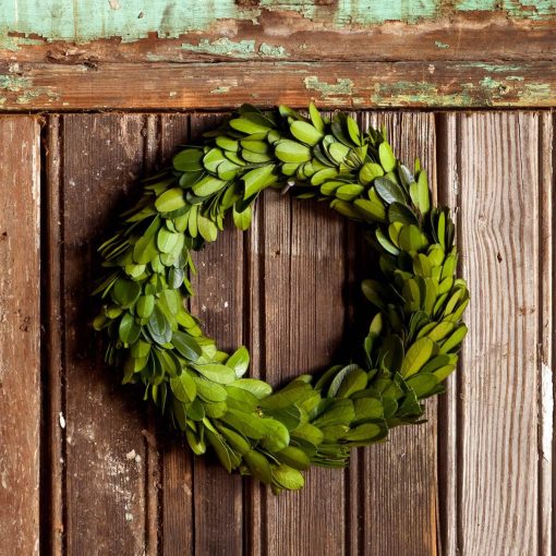 Park Hill Mini Preserved Boxwood Wreaths - Set of 6