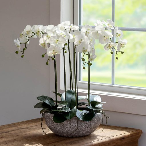 Park Hill Phalaenopsis Orchid Plant in Concrete Bowl