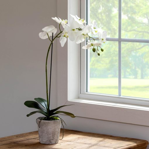 Park Hill Phalaenopsis Orchid Plant in Concrete Large Pot