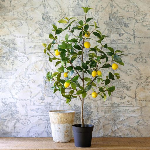 Park Hill Lemon Tree in Plastic Pot