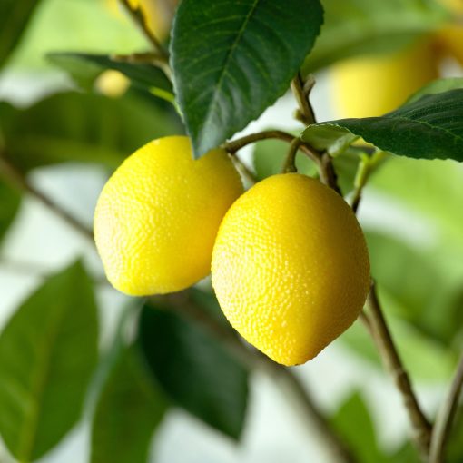 Park Hill Lemon Tree in Plastic Pot - Image 3