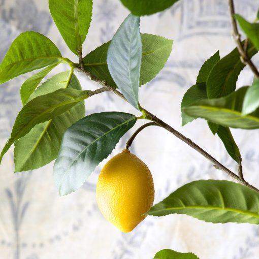 Park Hill Lemon Tree in Plastic Pot - Image 4