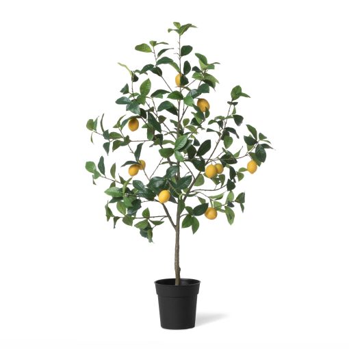 Park Hill Lemon Tree in Plastic Pot - Image 2