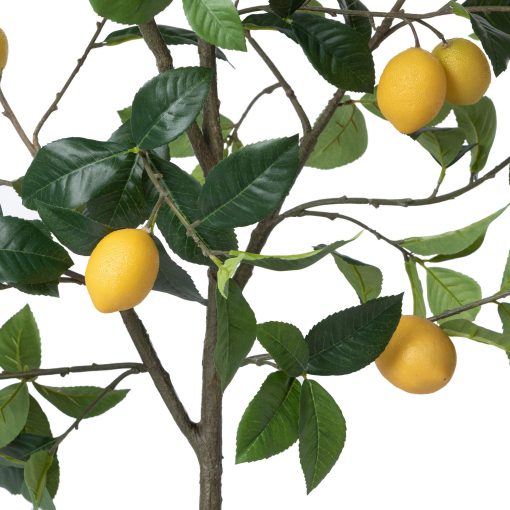 Park Hill Lemon Tree in Plastic Pot - Image 5