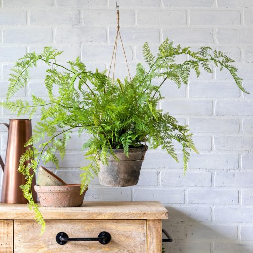 Park Hill Potted Hanging Large Fern