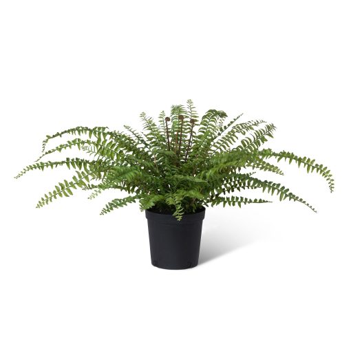 Park Hill Fern In Growers Pot