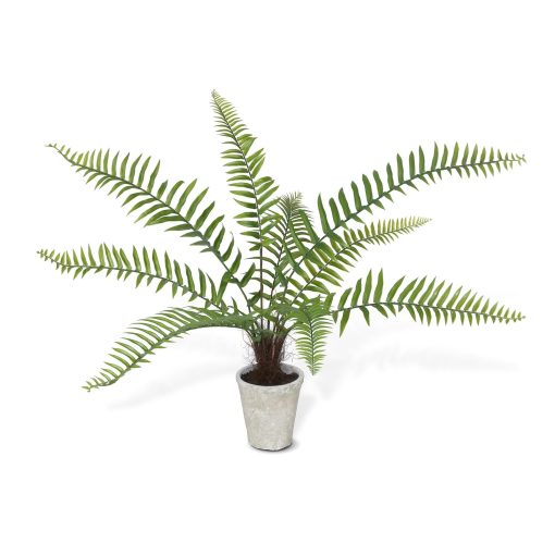 Park Hill Flat Fern Potted - Image 2