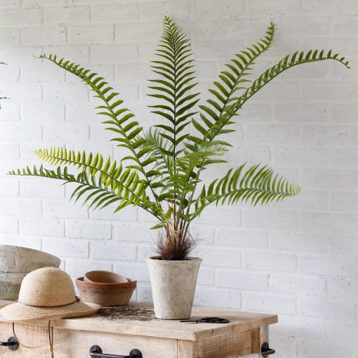 Park Hill Flat Fern Potted