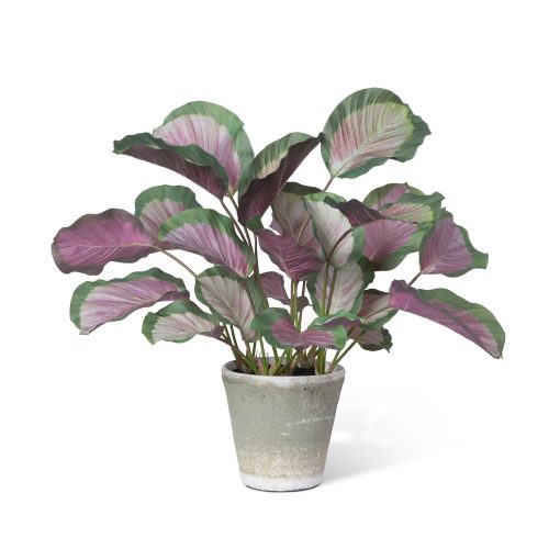 Park Hill Calathea Plant Potted