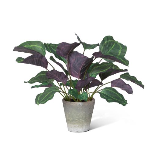 Park Hill Calathea Plant Potted - Image 2