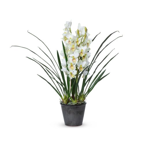 Park Hill Cymbidium Potted Plant