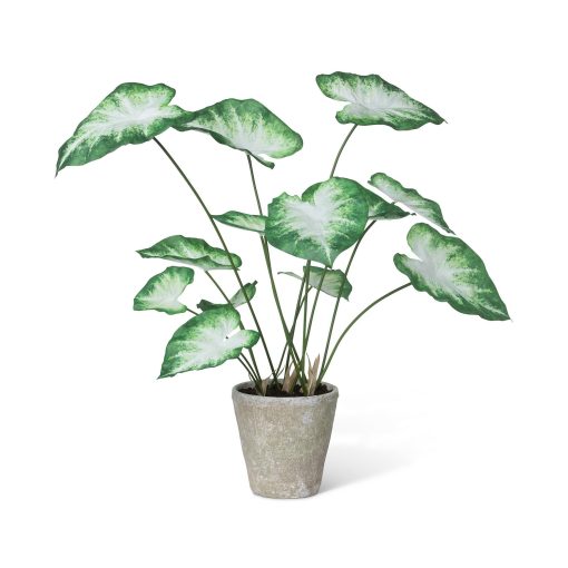 Park Hill Caladium Potted - Green White