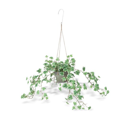 Park Hill Variegated Ivy Hanging Plant