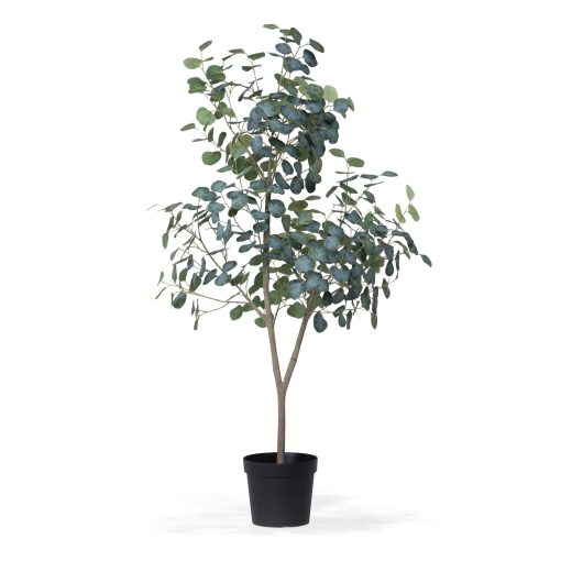 Park Hill Eucalyptus Tree in Grower's Pot 60"