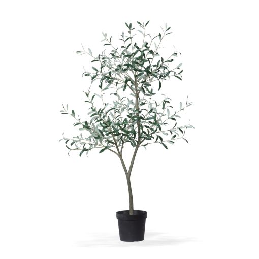 Park Hill Tuscan Olive Tree in Grower's Pot