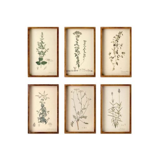 Park Hill Collected Botanical Framed Prints - Set of 6 - Image 4