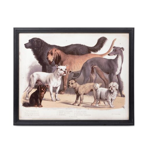 Park Hill Domestic Dogs Framed Print - Image 4