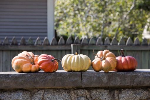 Park Hill Kentucky Field Pumpkin Collection Assorted Styles - Set of 5 - Image 2