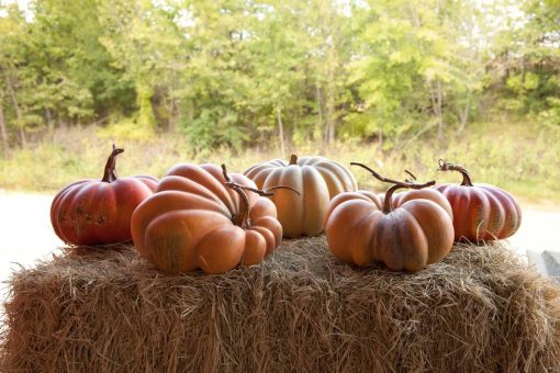 Park Hill Kentucky Field Pumpkin Collection Assorted Styles - Set of 5 - Image 3