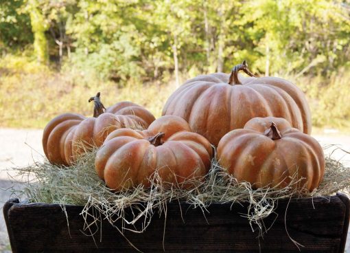 Park Hill Big Papa Pumpkin - Image 2