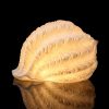 The Light Garden Tonna Galea Shell