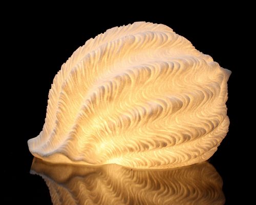 The Light Garden Tonna Galea Shell