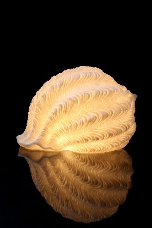 The Light Garden Tonna Galea Shell