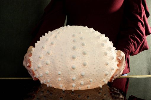 The Light Garden Sea Urchin - Image 2