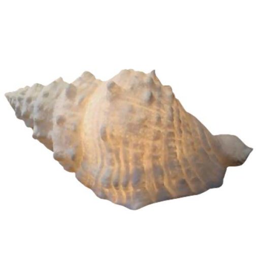 The Light Garden Conch Shell Lamp