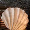 The Light Garden Standing Shell Lamp