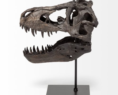 Mercana Jurassic 6L x 10W Brown Resin Tyrannosaurus Skull Replica - Image 4