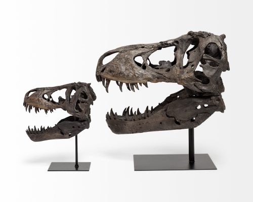 Mercana Jurassic 6L x 10W Brown Resin Tyrannosaurus Skull Replica - Image 6