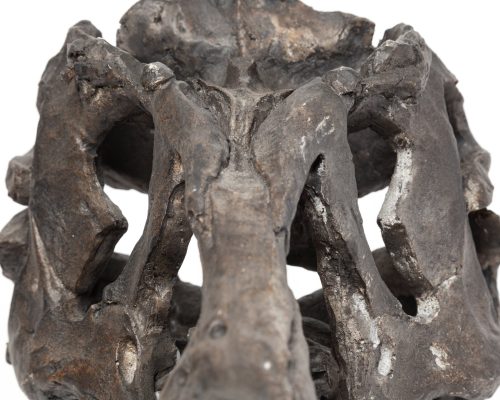 Mercana Jurassic 6L x 10W Brown Resin Tyrannosaurus Skull Replica - Image 10