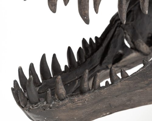Mercana Jurassic 6L x 10W Brown Resin Tyrannosaurus Skull Replica - Image 9
