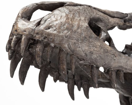 Mercana Jurassic 6L x 10W Brown Resin Tyrannosaurus Skull Replica - Image 8