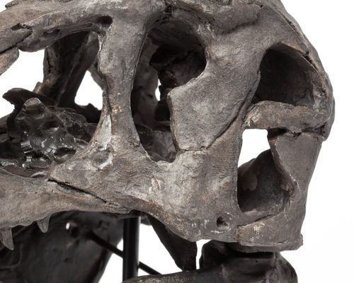 Mercana Jurassic 6L x 10W Brown Resin Tyrannosaurus Skull Replica - Image 7