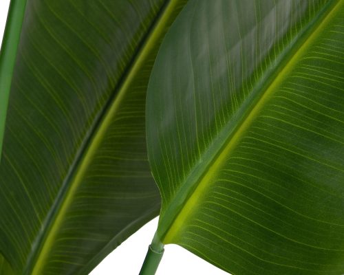 Park Hill Faux Traveler Palm with Weighted Black Pot, 70" - Image 3