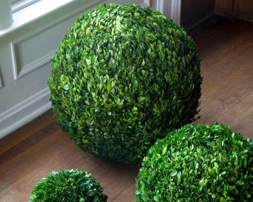 Alternative view of Park Hill Preserved Boxwood Ball, 21"